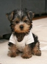 puppy
