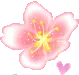pink flower