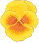 yellow pansy