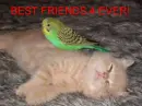 Best friends- cat and bird