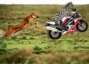 Zebra and Lion