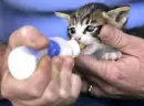 cute kitten