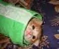 Kitty Burrito- DO NOT EAT!