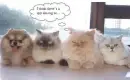 theres a spy among us