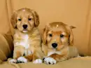dogs togheter