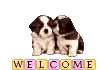 Welcome puppys