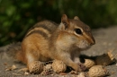 Chipmunk