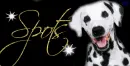 Dalmatian Dog- Spots