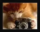 Cat Photo 