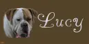 American Bulldog (Pitbull) Dog- Lucy