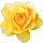 YELLOW ROSE