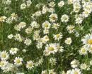Yellow Flowers