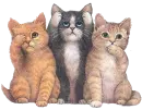 kittens