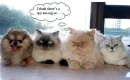 curious cats