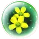 lovely flowers