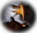eagle flying