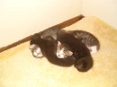 Kittens are so cute