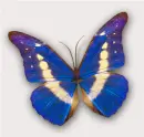 Blue Butterfly