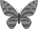 Gray Butterfly