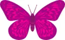 Pink Butterfly