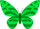 Green Butterfly