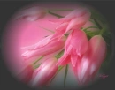 pink flowers