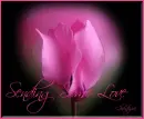 pink flowers