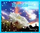 pretty flower