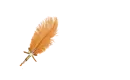 Kimberly - Feather Pen Orange