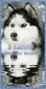 siberian husky