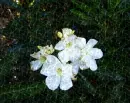 Shimmer White