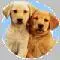 Puppies