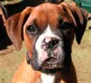 cute doggy