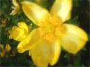 My flower
