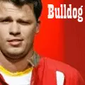bulldog