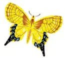 yellow butterfly