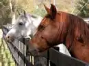 2 Horses