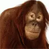 Ok, who let the monkey drink coffee?!