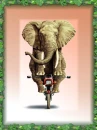 Elephant on a Bike, Framed