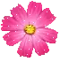 pink flower