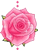 pink rose