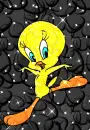 tweety