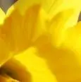 yellow rose