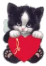 cute cat