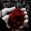 bloody rose