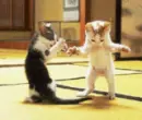 cat dance