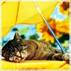lazy cat