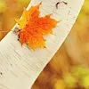 autumn tree leaf