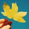 yellow leaf