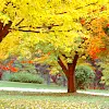 yellow tree